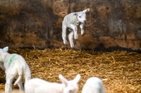 Lambing (3 of 111)