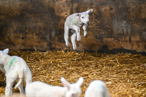 Lambing (3 of 111)
