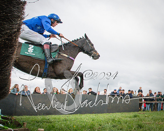 Race 2 - Tattersalls Cheltenham 4 year old Maiden (65 of 85)