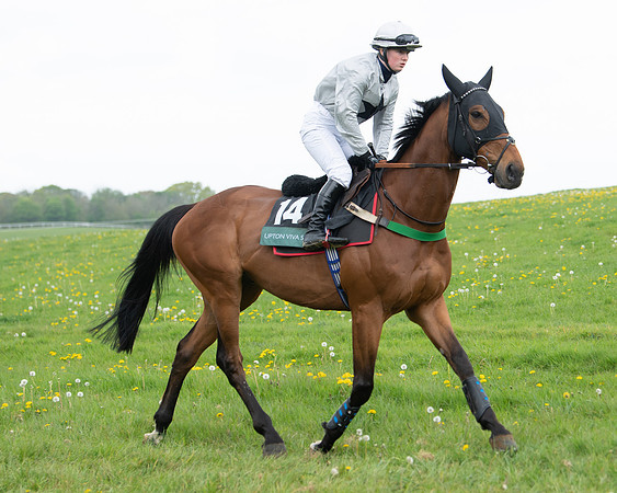 Race 2 - Jockey Club ROR veteran Horse (22 of 104)