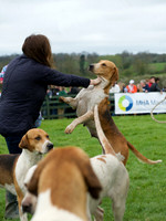 Pytchley - Hounds and friends 16