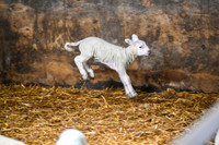 Lambing (4 of 111)