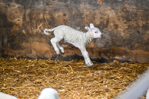 Lambing (4 of 111)