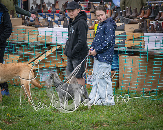 Bicester - Dog Show (26 of 106)