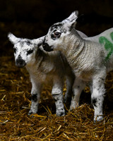 Lambing (6 of 111)
