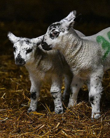 Lambing (6 of 111)
