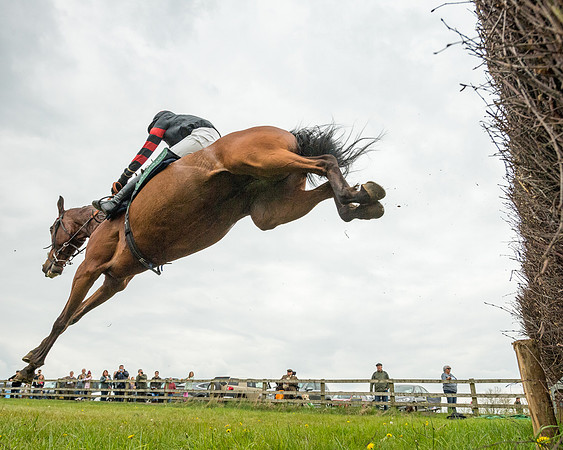 Race 2 - Jockey Club ROR veteran Horse (79 of 104)
