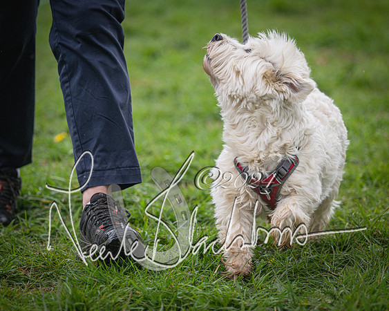 Bicester - Dog Show (4 of 106)