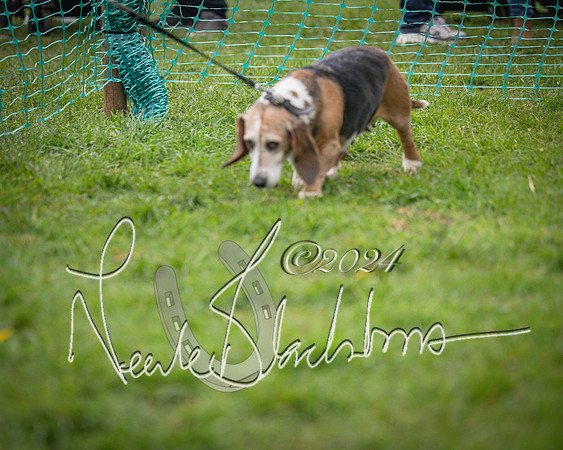 Bicester - Dog Show (14 of 106)