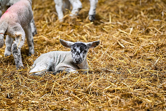 Lambing (14 of 111)