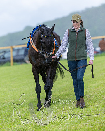Race 1 - Owner-Trainer Conditions  (65 of 392)