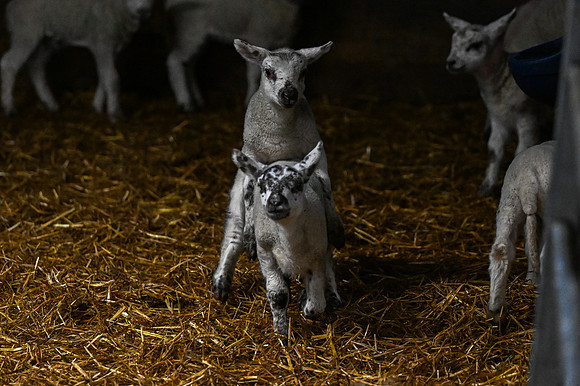 Lambing (24 of 111)