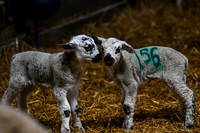 Lambing (15 of 111)