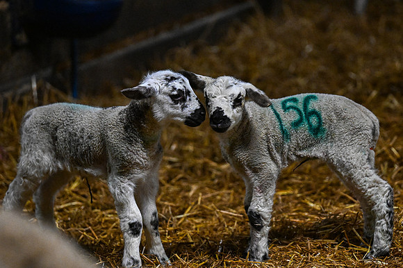 Lambing (15 of 111)
