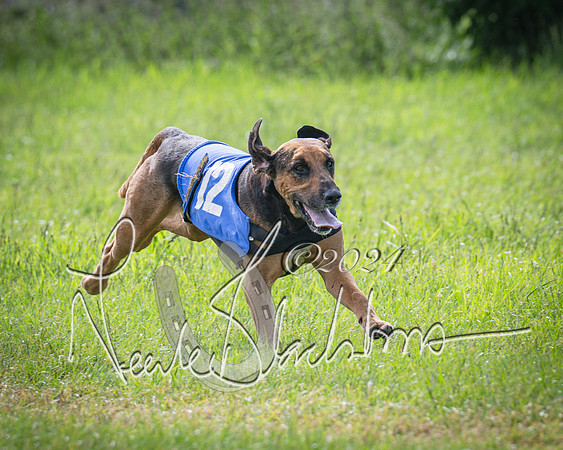 The Hound Race (53 of 68)