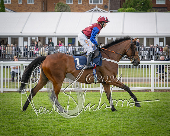 Race 2 - Olly Murphy Racing Stratford Ladies Open (31 of 111)