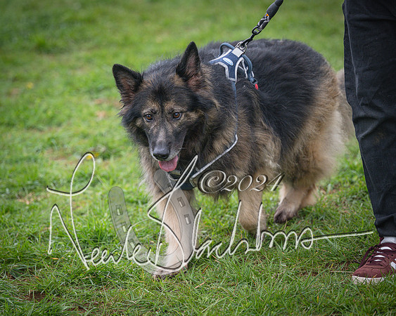 Bicester - Dog Show (18 of 106)