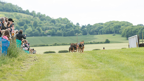 Hound Race  (14 of 49)