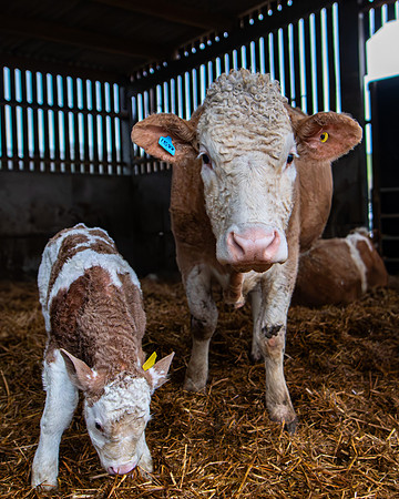 Lambing (59 of 111)