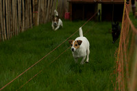 1 -Terrier Races 7