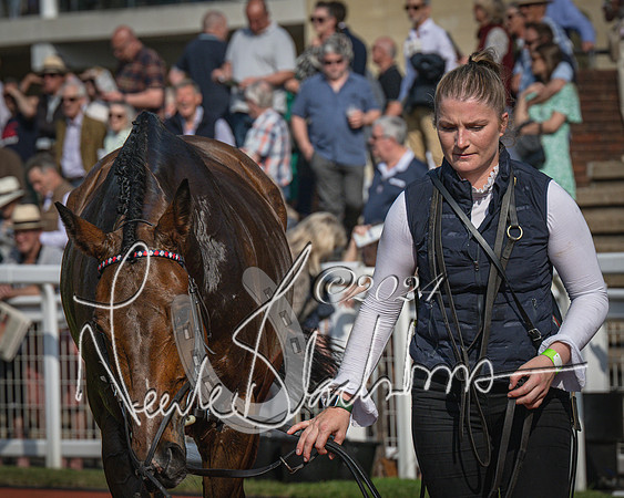 Race 1 - The Bottle Green Open Hunters steeplechase 2m62y (83 of 93)