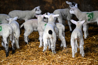 Lambing (1 of 111)