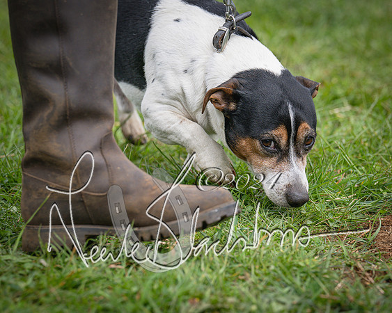 Bicester - Dog Show (59 of 106)