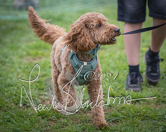 Bicester - Dog Show (92 of 106)