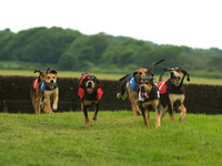 Hound Race -  16
