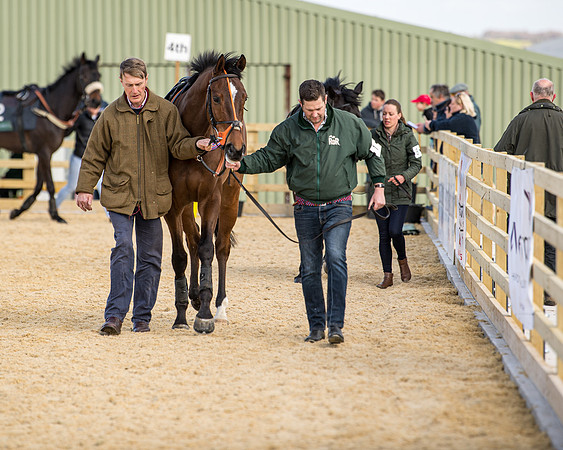 Race 2 - Young Horse Maiden (14 of 104)
