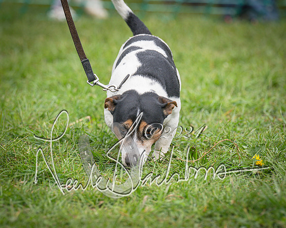 Bicester - Dog Show (63 of 106)