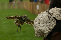 3 - CA Birds of Prey 17