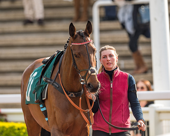 Race 2  -  Intermediate Point to Point Hunters' Steeple Chase (35 of 277)