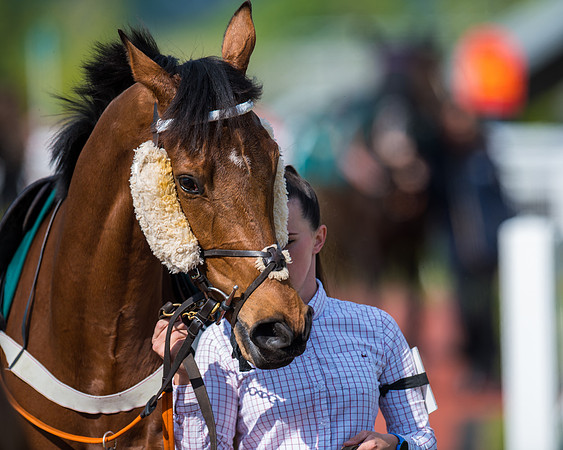 Race 1 - The open Hunter chase  (17 of 95)
