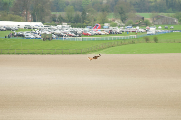 Kimblewick Hunts Point to Point at Kingston Blount Racecourse on Saturday 12th April 2014 Race 1 Confined Hunts Race.