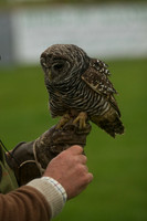 3 - CA Birds of Prey 14
