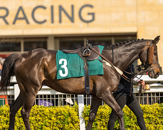 Race 2  -  Intermediate Point to Point Hunters' Steeple Chase (1 of 277)
