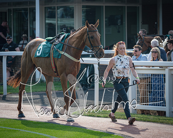 Race 2 - The Venatour sports travel intermediate point to point hunters’ steeplechase 5 year olds and over 3m2f (23 of 163)