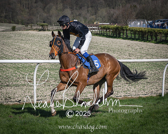 Race 6 - Veteran horse (25 of 109)
