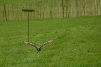 3 - CA Birds of Prey 20