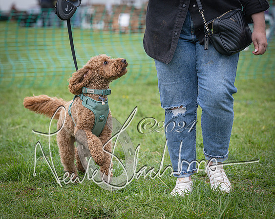 Bicester - Dog Show (91 of 106)