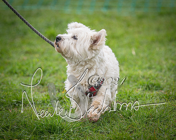 Bicester - Dog Show (3 of 106)