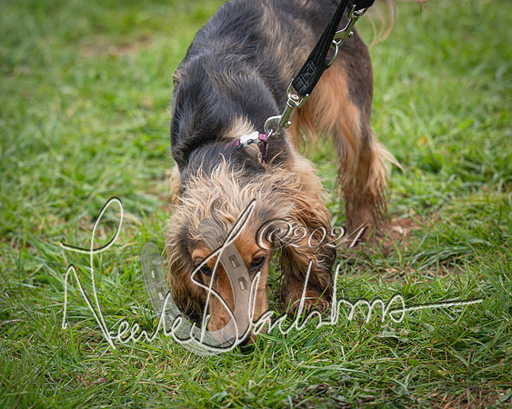 Bicester - Dog Show (98 of 106)