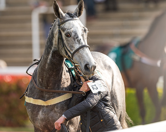 Race 2  -  Intermediate Point to Point Hunters' Steeple Chase (8 of 277)