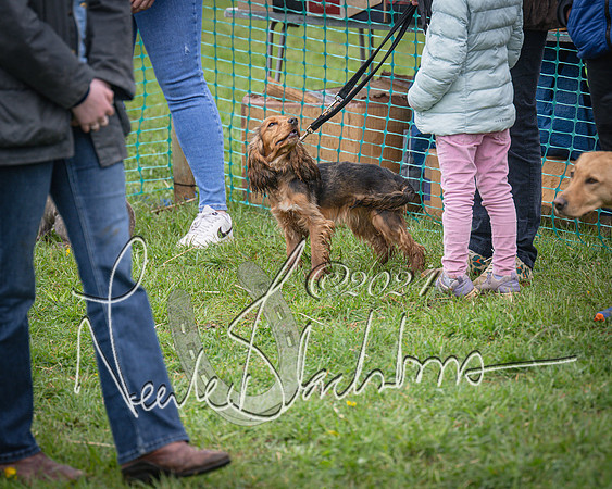 Bicester - Dog Show (25 of 106)