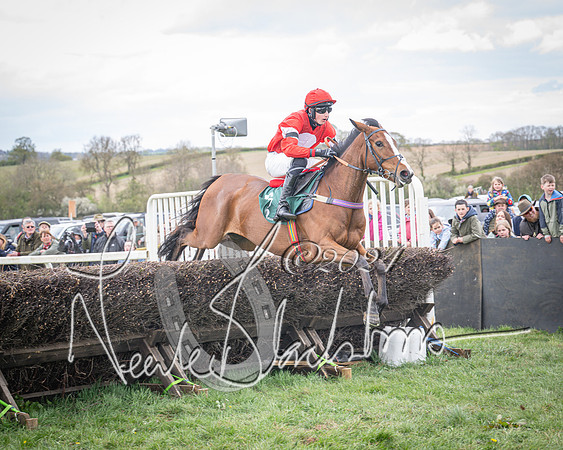 Race 2 - Tattersalls Cheltenham 4 year old Maiden (50 of 85)