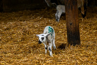 Lambing (9 of 111)