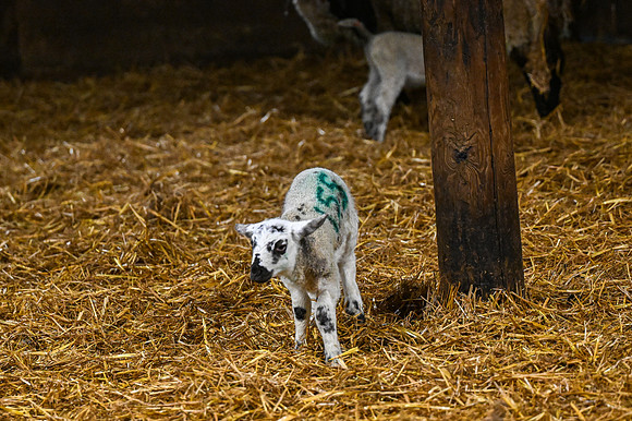 Lambing (9 of 111)
