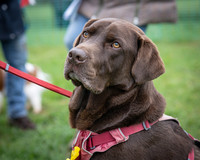 Dog Show