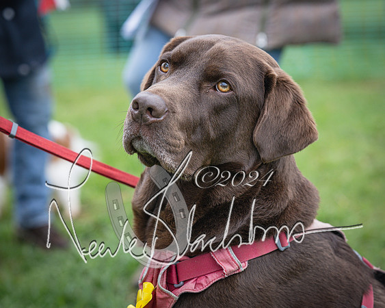Bicester - Dog Show (75 of 106)